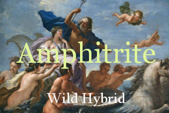 Amphitrite 5ml - Ocean water, gardenia, cucumber, bergamot, sandalwood, moonflower, seashells and barnacles.