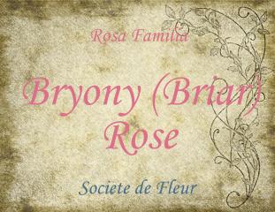 Bryony (Briar) Rose 5ml - Rose, oudh, amber and pinon.