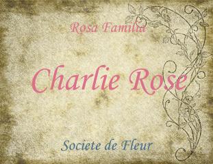 Charlie Rose 5ml - Soft rose, leather, coffee, frankincense, myrrh and amber.