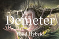 Demeter 5ml - Rhubarb, bread, cinnamon bark, hyssop and whisky.
