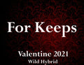 For Keeps 5ml Carnation, sandalwood, sweet orange and bamboo