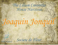 Joaquin Jonquil 5ml - Whisky, daffodil and leather.