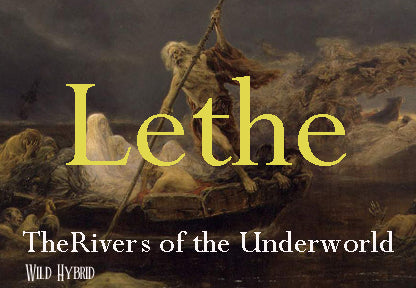 Lethe 5ml - Water, hops, lavender, green mandarin and vanilla.
