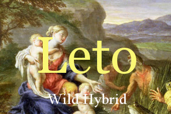 Leto 5ml - Sugar, lilac, lavender, green leaves and orange.