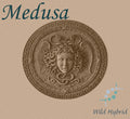 Medusa 5ml - Loam, slithery greenery, dry dark patchouli, nutmeg and gardenia.