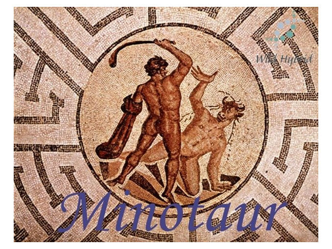 Minotaur 5ml - Seven musks, tonka and bay rum.