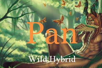 Pan 5ml - Frankincense, deer musk accord, wild greenery, almond, hazelnut, rosemary, oakmoss, honey and soil.