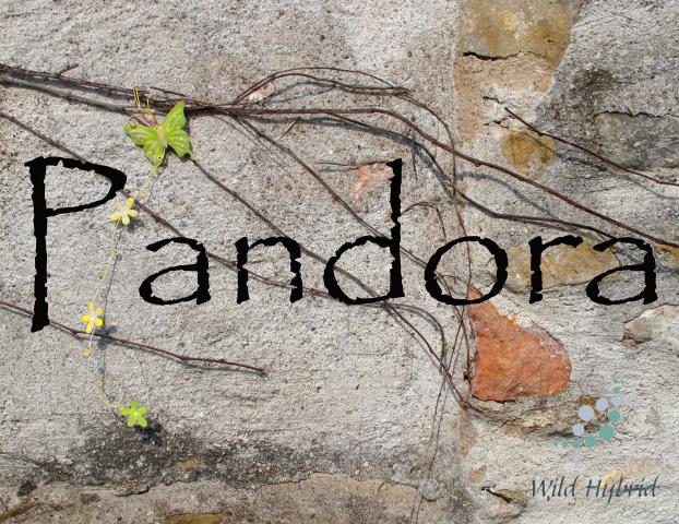 Pandora 5ml - Nine precious woods, dark vetiver, rosemary flower and wild weeds, glistening honey, almond, orange and jasmine.