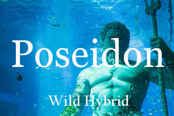 Poseidon 5ml - Ocean water, jasmine grandiflorum, Australian blue cypress, basil, lemon, ambrette and blue musk.