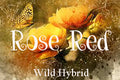 Rose Red 5ml Rose de Mai, white and red musks and a drop of anise