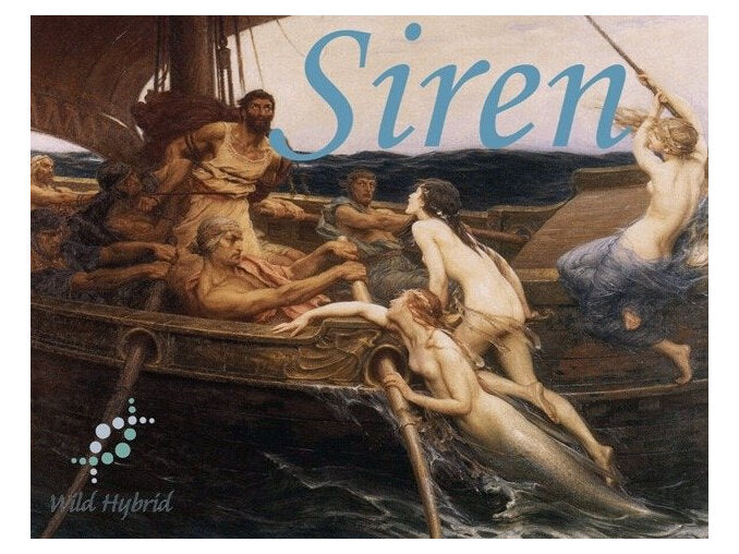 Siren 5ml - Salty ocean water, barnacle-covered rocks, wet ship wood, beeswax, sailor's pipe tobacco, spiced rum and the tang of blood to be spilt.