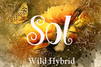 Sol 5ml Egyptian amber, clove bud, pink calla lily, bergamot and vanilla
