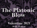The Platonic Blow 5ml Balsam cedar, cinnamon bark, bergamot, white musk, spanish moss and civet