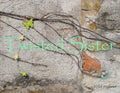 Twisted Sister 5ml - Vanilla, thick leather, orchid, carnation, honey and musk.