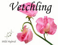 Vetchling 5ml - Sugared sweet pea and dry wood.