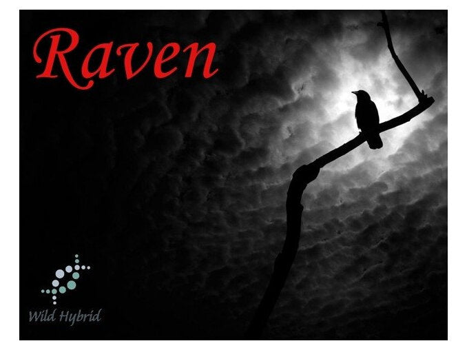 Raven 5ml - Patchouli, brown spikenard, roasted coffee, cinnamon leaf, star anise and black tea